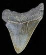 Juvenile Megalodon Tooth - Serrated Blade #61836-1